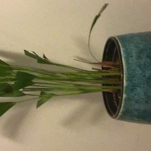 Meet your Posher, Selfida